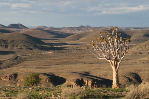 Zebra River6
